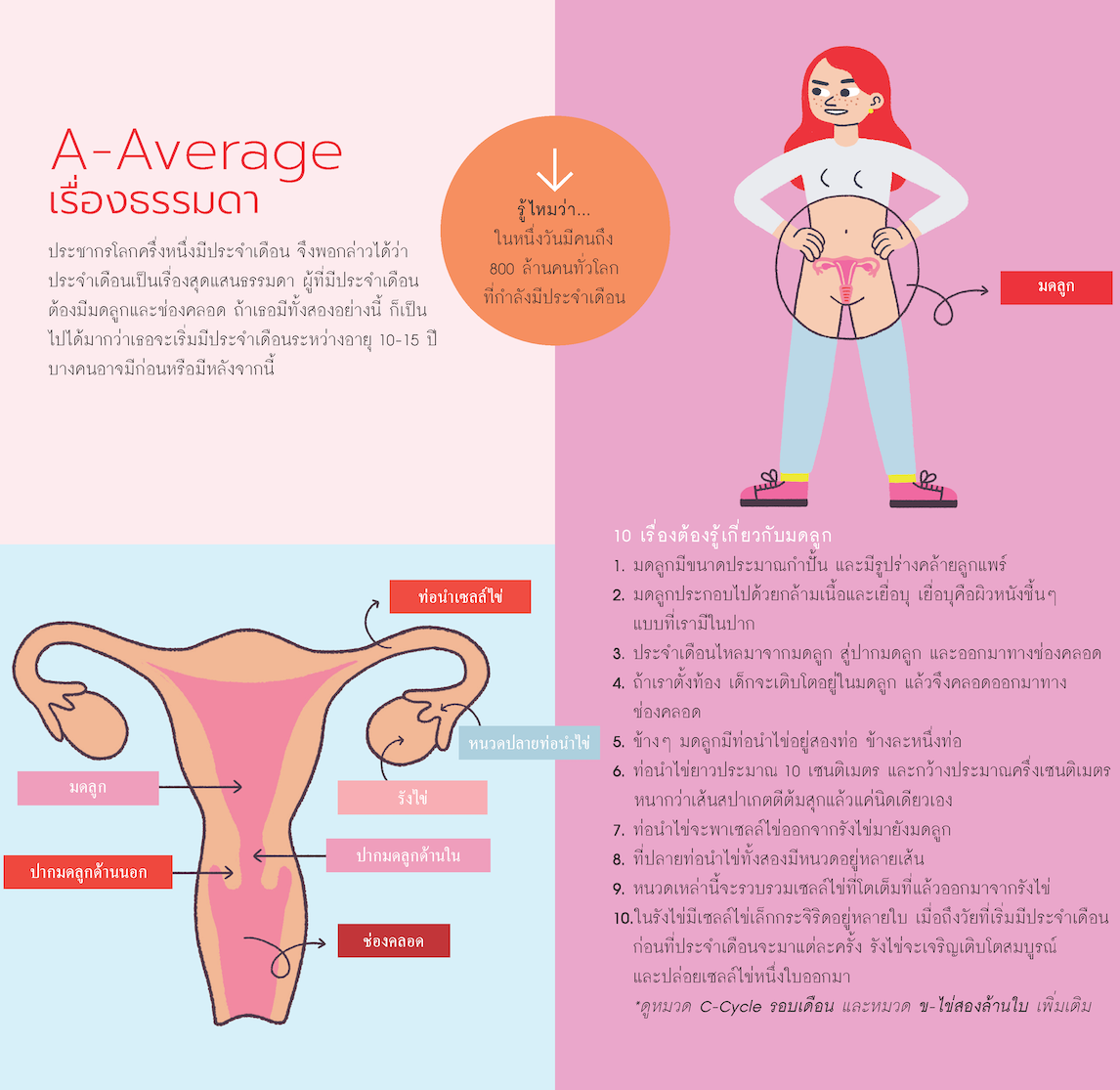 คู่มือสามัญประจำเดือน A-average uterus